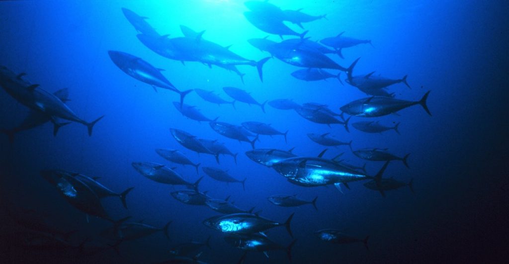 A school of Atlantic bluefin tuna (Thunnus thynnus). Photo by Danielo Cedrone. Public Domain