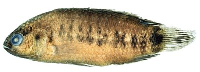 Badis ferrarisi, holotype, 37 mm SL, from Kalaymyo. Photo © Henrik Dahlgren