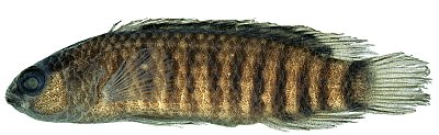 Badis kyar, holotype, 33 mm SL, from Myitkyina. Photo © Henrik Dahlgren