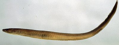 Pillaia kachinica, holotype, 61 mm SL, from Myitkyina. Photo © Sven O Kullander